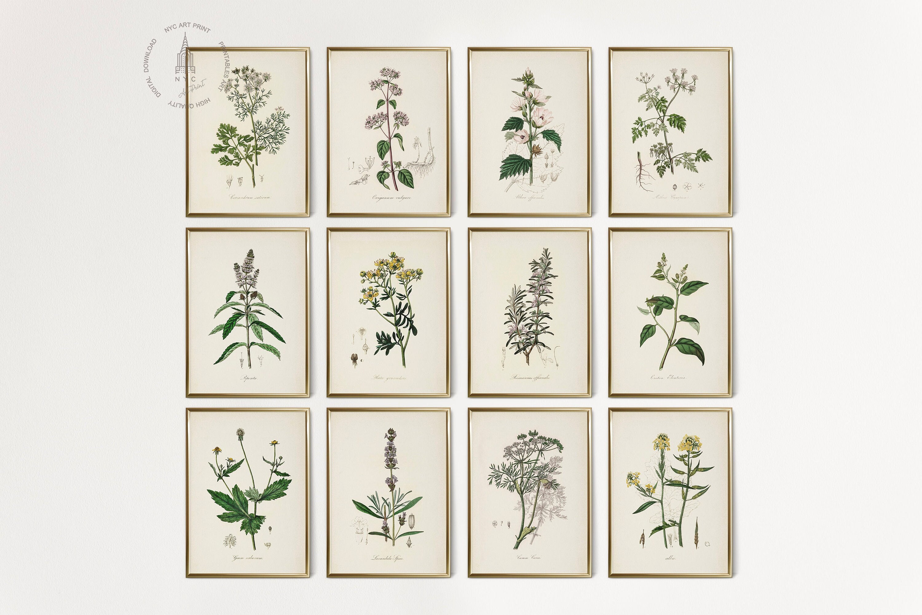 Vintage Kitchen Herbs Gallery Wall Set of 12, Botanical Prints, Herbs ...