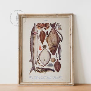 May include: A vintage illustration of various types of fish, including a sturgeon, halibut, and flounder. The illustration is in a wooden frame and has a white background.