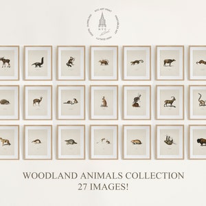 Lot d'animaux des bois, galerie murale de 27, impression d'art pour chambre d'enfant des bois, collection d'animaux vintage, art mural animaux, impressions d'animaux de la forêt