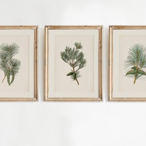Antique Pine Cone Print | Holiday Botanical Wall Art | Winter Farmhouse Printable Art | Pine Branch Print | Country Christmas Wall Decor