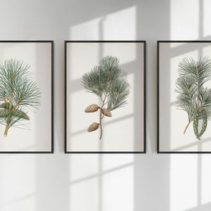 May include: Three framed botanical prints featuring detailed illustrations of pine branches with needles and cones. The artwork is in shades of green and brown against a cream background, set in black frames. The prints are displayed on a white wall.