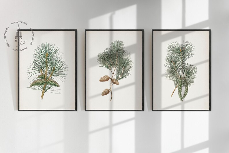 May include: Three framed botanical prints featuring detailed illustrations of pine branches with needles and cones. The artwork is in shades of green and brown against a cream background, set in black frames. The prints are displayed on a white wall.