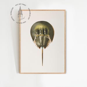 Horseshoe Crab Print, Horseshoe Crab Art, Atlantic Horseshoe Crab Painting, Nautical Wall Decor, Ocean Nursery Decor, Beach Decor, Ocean Art
