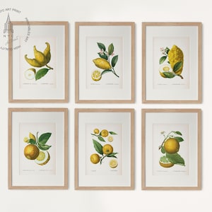 Set of 6 Lemon Prints, Vintage Citrus Print, Kitchen Print, Vintage Fruit Print Set, Farmhouse Kitchen Decor, Grapefruit Art Painting