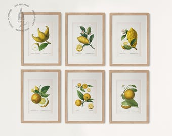 May include: Set of six botanical prints featuring illustrations of lemons and limes in various stages of growth. The prints are framed in natural wood frames and have a white background.
