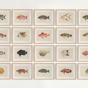 Vintage Fish Gallery Wall Set of 20, Neutral Fish Prints, Fish Painting, Ocean Animals Poster, Sea Life, Nursery Decor, Marine Prints NF01