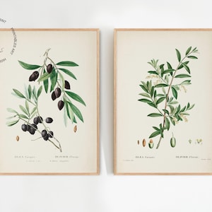 Set of 2 Vintage Olive Prints, Olive Painting, Olive Branch Print, Kitchen Herb Print, Botanical Print, Medicinal Plant, Kitchen Decor