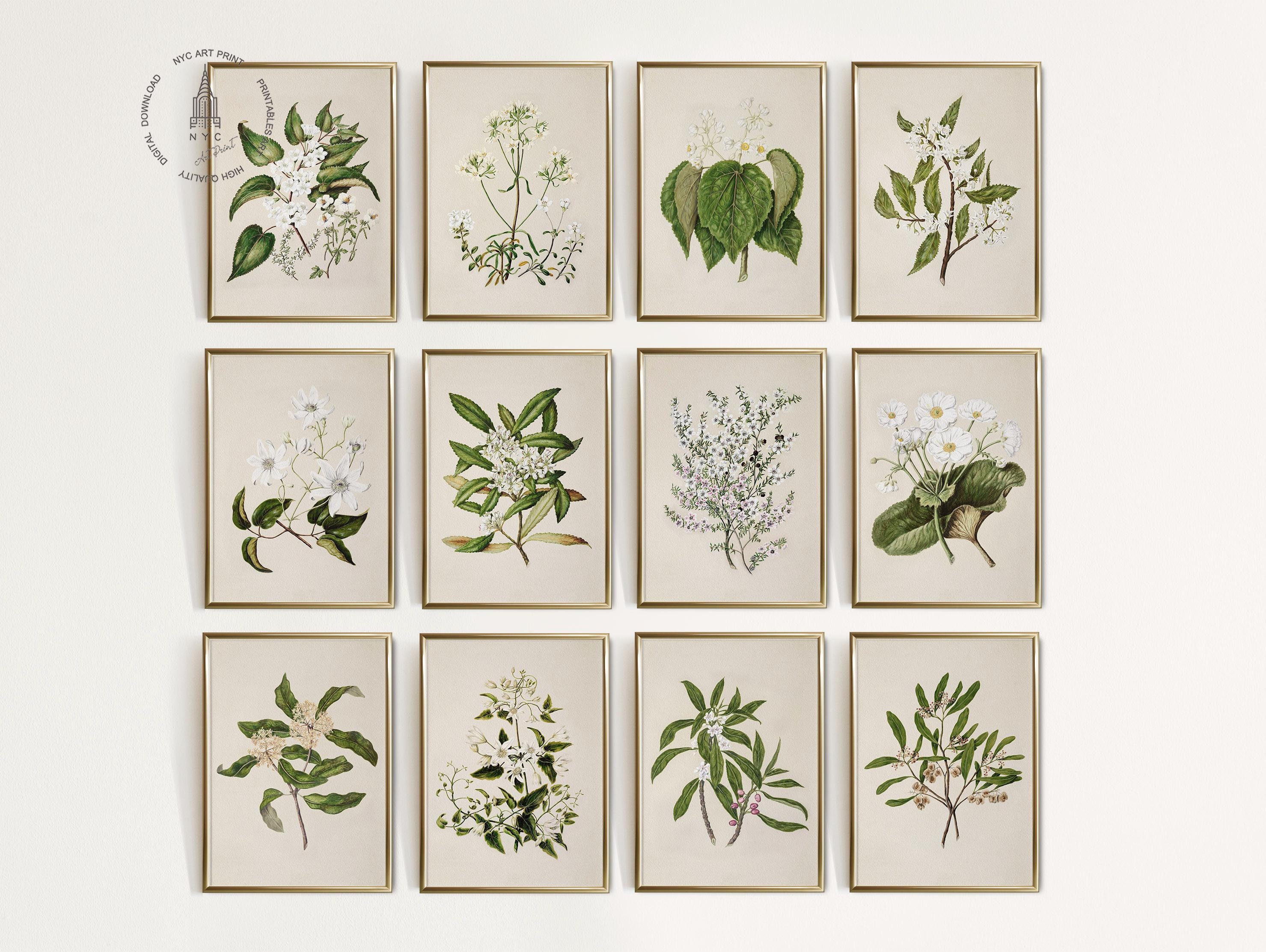 Antique Plant Gallery Wall Set of 12, Vintage Neutral Botanical Prints ...