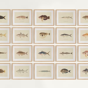 Vintage Fish Gallery Wall Set of 20, Neutral Fish Prints, Fish Painting, Ocean Animals Poster, Sea Life, Nursery Decor, Marine Prints NF02