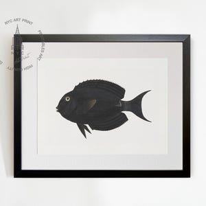 Black Surgeonfish Print, Dark Fish Wall Art, Sealife Art, Black Fish Print, Nautical Coastal Art, Sea Life Print, Vintage Fish Painting