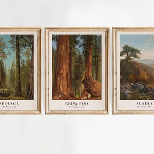 The Grizzly Giant Sequoia, Mariposa Grove, California (circa 1872-1873), Redwood Forest, acadia national park poster, Sequoia national park poster, Redwood national park poster