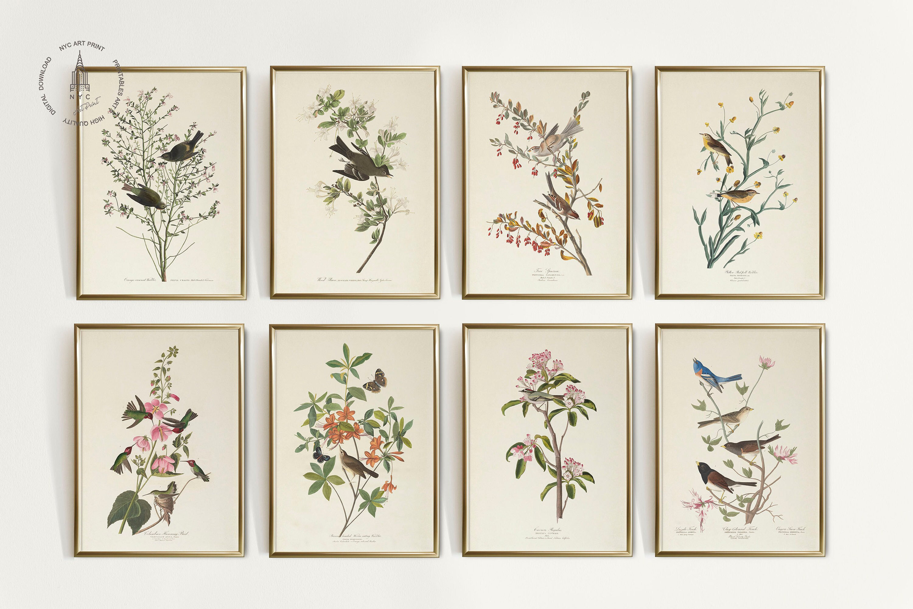Set of 8 Vintage Birds Prints, Vintage Birds Painting, Botanical Prints, Audubon Bird Prints, Birds of America Wall Art, Spring Decor BB01
