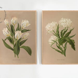 Double Tulips, Specifically the Rose Blanche by Arendson 1872-1881