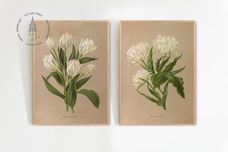 Double Tulips, Specifically the Rose Blanche by Arendson 1872-1881