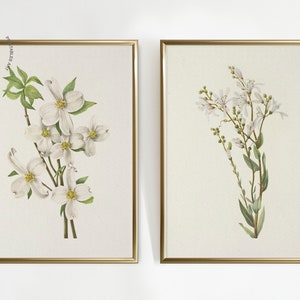 May include: Two framed botanical prints featuring white flowers with green leaves against a cream background. The frames are gold. The left print shows dogwood blossoms. The right print shows delicate, clustered flowers.