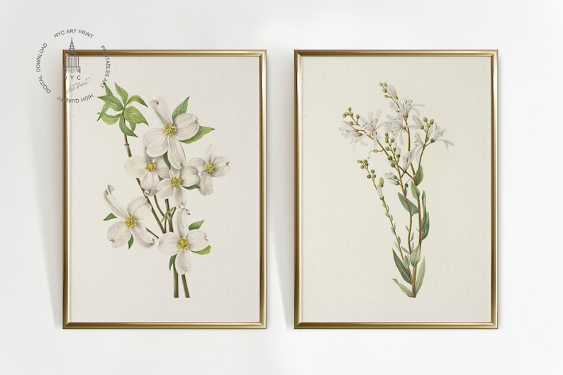May include: Two framed botanical prints featuring white flowers with green leaves against a cream background. The frames are gold. The left print shows dogwood blossoms. The right print shows delicate, clustered flowers.