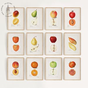 Vintage Kitchen Gallery Wall Set of 12 , Fruit Painting, Antique Fruit Prints, Farmhouse Kitchen Decor, French Fruit Art Prints, F03