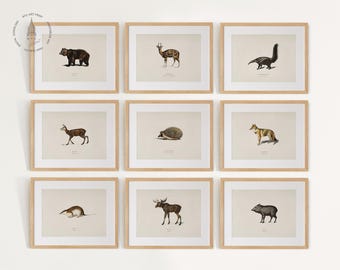 May include: A set of nine framed prints featuring vintage illustrations of various animals, including a bear, deer, anteater, hedgehog, wolf, mole, moose, and a peccary. The prints are all in a light brown frame and have a white background.