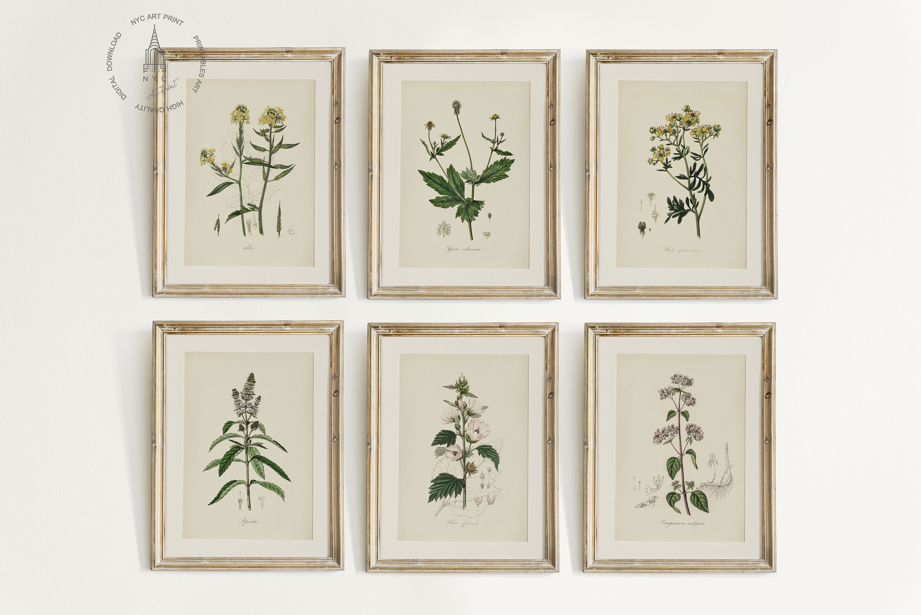 Vintage Kitchen Herbs Gallery Wall Set of 12, Botanical Prints, Herbs ...