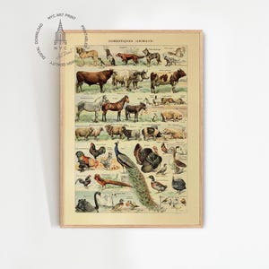 Póster de animales vintage, póster de animales de Adolphe Millot, impresión de animales, póster de animales de granja, póster de mascotas y animales domésticos, decoración infantil