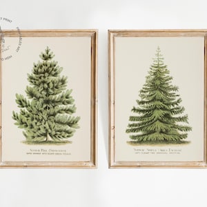 Set of 2 Vintage Christmas Tree Prints, Pine Tree Print, Spruce Tree Print, Christmas Printable Wall Art, Botanical Prints, Christmas Decor
