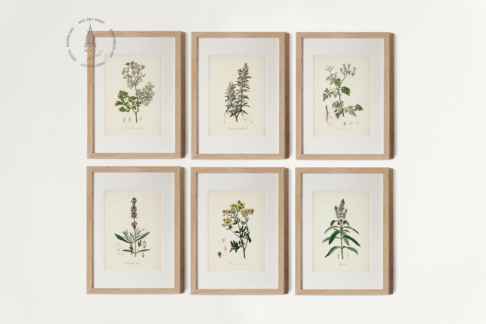 Vintage Kitchen Herbs Gallery Wall Set of 12, Botanical Prints, Herbs ...