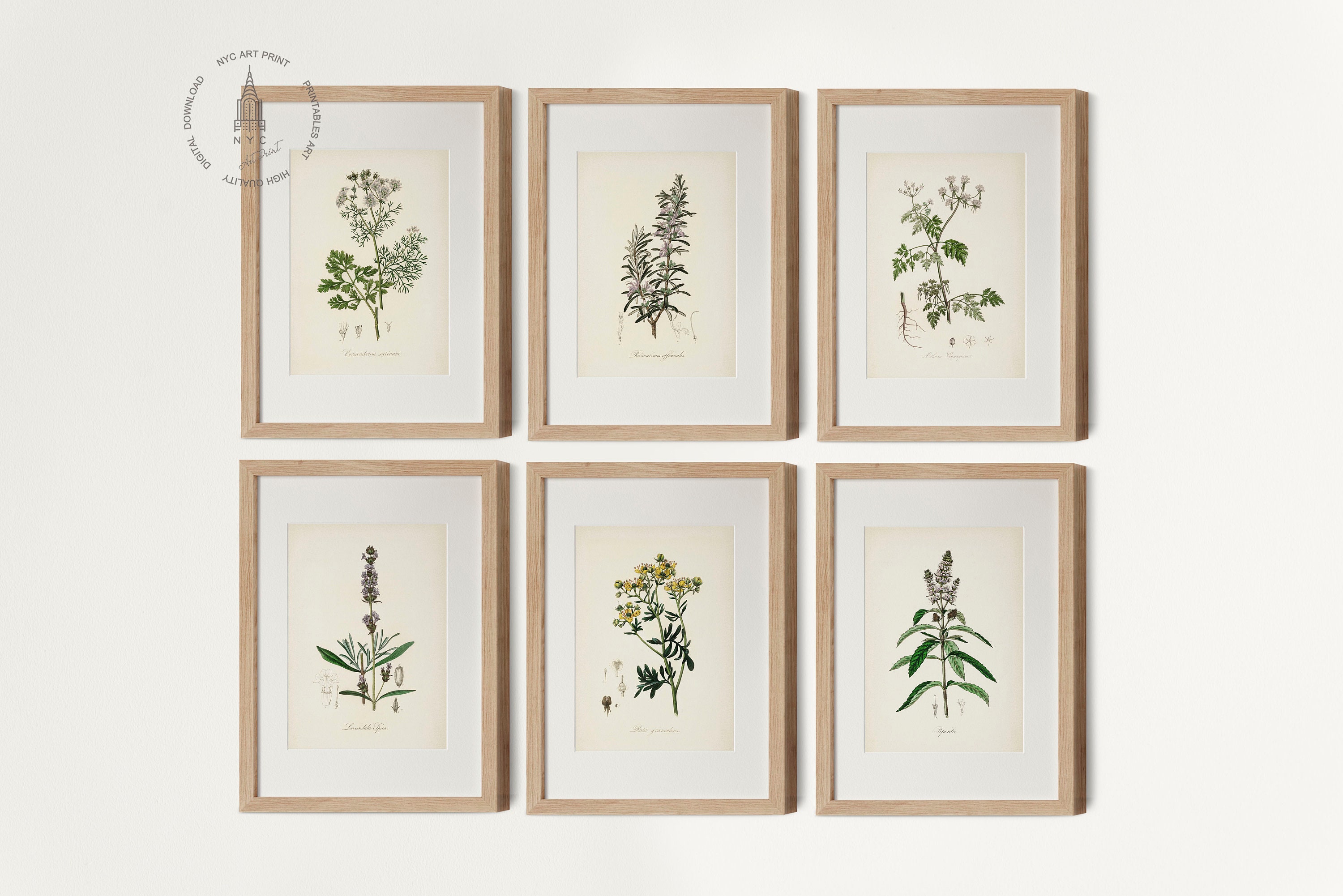 Vintage Kitchen Herbs Gallery Wall Set of 12, Botanical Prints, Herbs ...