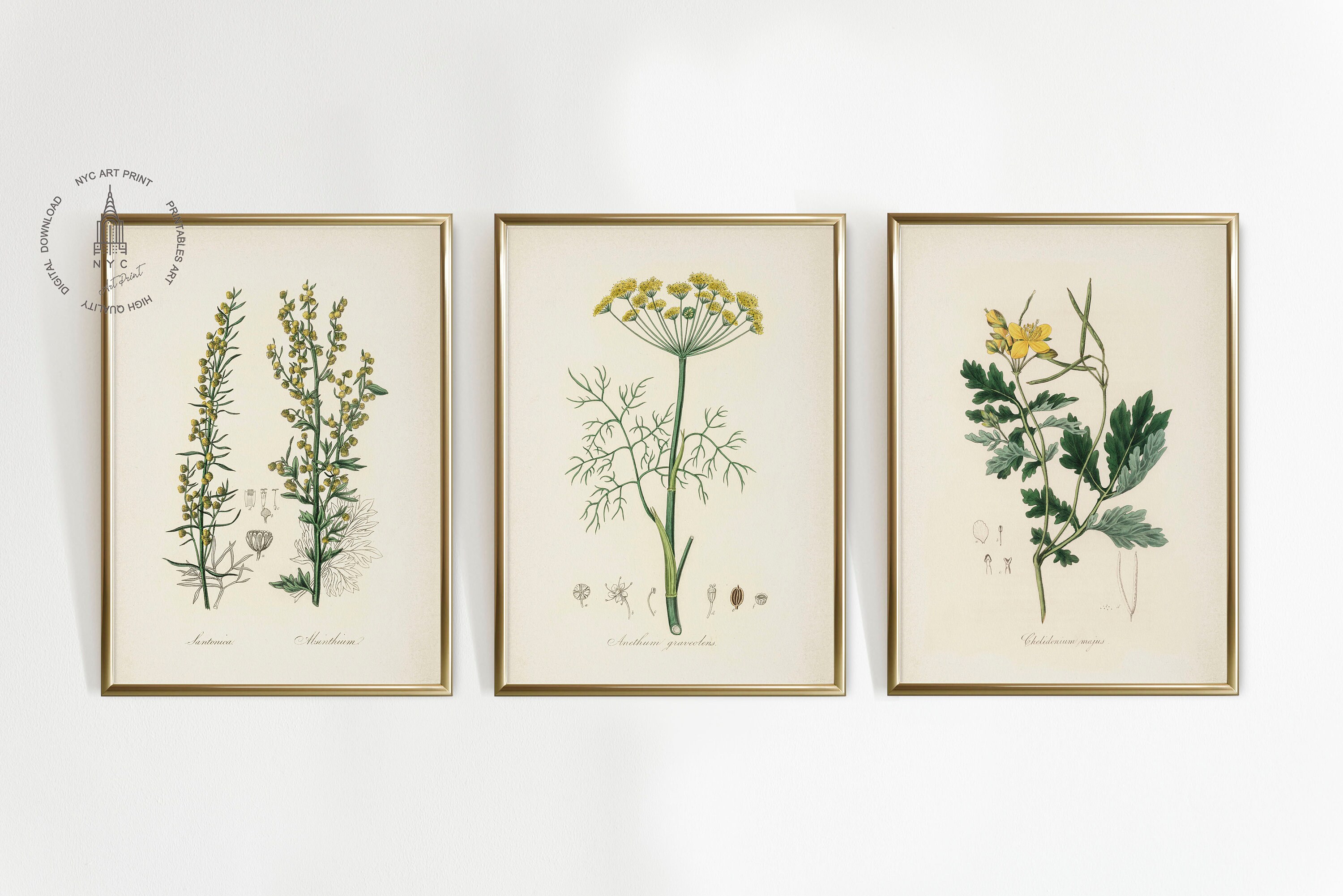 Vintage Kitchen Herbs Gallery Wall Set of 12, Botanical Prints, Herbs ...