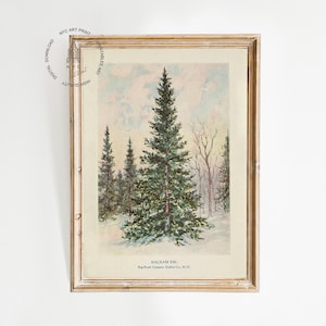 May include: A vintage botanical illustration of a balsam fir tree in a snowy forest setting. The image is framed in a light wood frame and features the text "Balsam Fir" and "Roy. Soc. Canada, Ottawa, Can. No. 21."