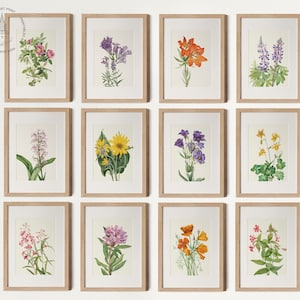 Vintage Botanical Gallery Wall Set of 12, Wildflower Art, Botanical Prints, Vintage Floral Prints, Flower Art Prints W01