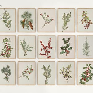 May include: A set of framed botanical prints showcasing diverse evergreen branches, pine cones, and berries. The prints have a vintage style with a neutral backdrop and wooden frames, ideal for seasonal decoration.