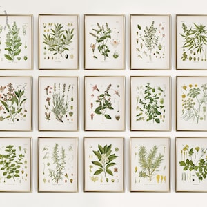 Vintage Küchenkräuter Galerie Wand Set von 15, Botanische Drucke, Kräuter Kunstdrucke, Heilpflanze, Küche Dekor HM03