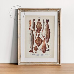 May include: A vintage illustration of various fish species, including cod, flounder, and halibut. The illustration is in a framed print with a light wood frame.