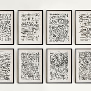 Vintage Ocean Animal Gallery Wall Set of 8, Fish Prints, Sea Wall Print, Seashell Art Print, Sea Animals Prints, Sea Nautical Nursery Decor