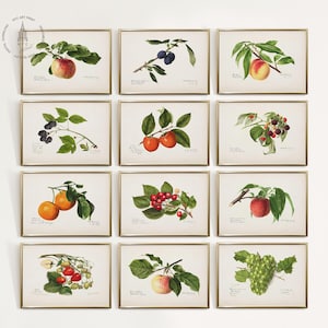 Vintage Kitchen Gallery Wall Set of 12 , Fruit Painting, Antique Fruit Prints, Farmhouse Kitchen Decor, French Fruit Art Prints, F05