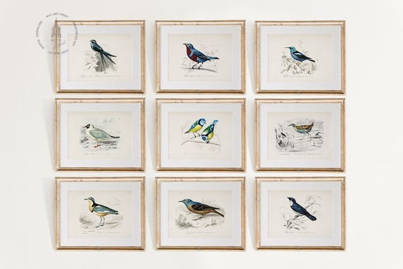 Set of 9 Vintage Birds Prints, Blue Birds Print, Different