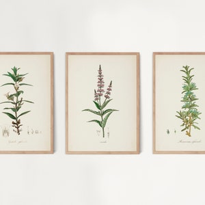 Vintage Kitchen Herbs Gallery Wall Set of 12, Botanical Prints, Herbs ...