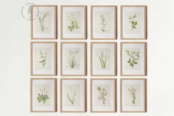 Vintage Botanical Prints Gallery Wall Set of 12, Vintage Neutral Botanical prints, Antique Botanical Art, White and Cream Flower Tones 01