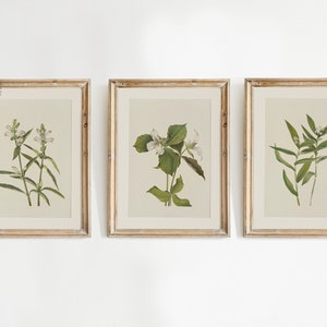 Vintage Botanical Prints Gallery Wall Set of 12, Vintage Neutral ...