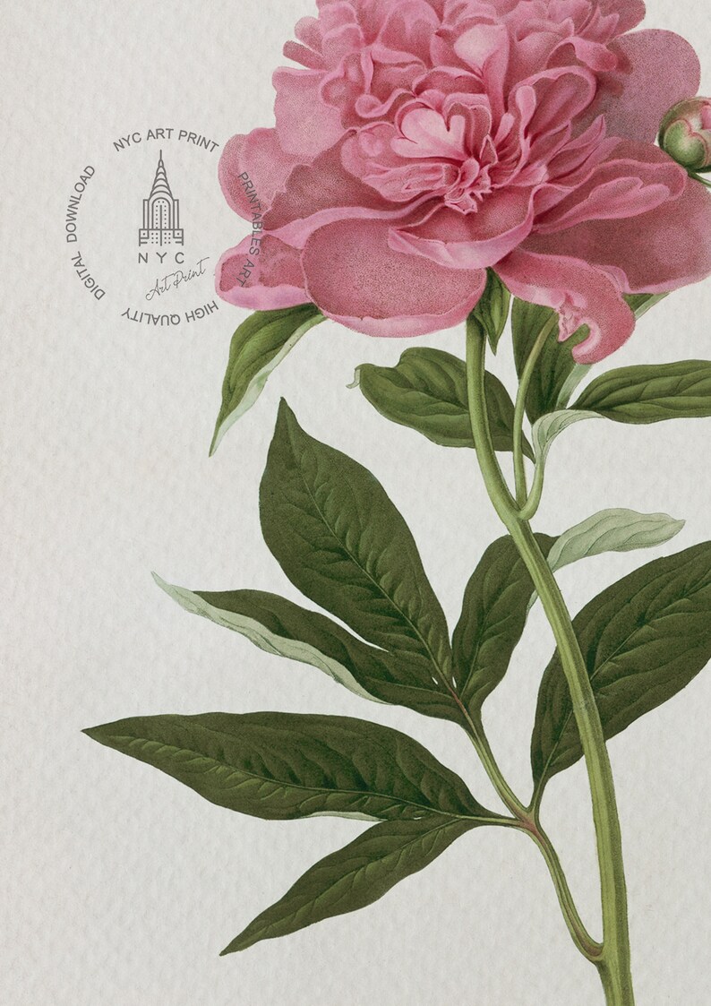Peony Print, Peony Wall Decor, Vintage Botanical Peony Flower Print ...
