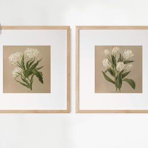Puede incluir: Dos estampados bot&aacute;nicos enmarcados con flores blancas. La impresi&oacute;n de la izquierda muestra un grupo de flores blancas con hojas verdes. La impresi&oacute;n de la derecha muestra un ramo de tulipanes blancos con hojas verdes.