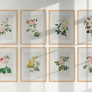 Op de afbeelding: Set van acht botanische prints met verschillende soorten rozen in tinten roze, wit en geel. De prints zijn ingelijst in natuurlijk hout en in een rasterpatroon op een witte muur gerangschikt.