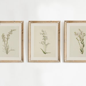 May include: Three framed botanical prints featuring delicate floral illustrations in muted tones. Each print is encased in a gold-colored frame, creating a vintage aesthetic. The artwork showcases detailed depictions of various plant species.