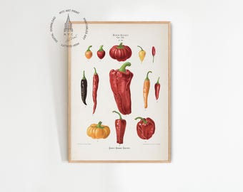 Vintage Chili Pepper Print, Red Chili Pepper Printable Wall Art, Capsicum Chili Peppers Art, Kitchen Decor, Kitchen Print, Vegetable Print