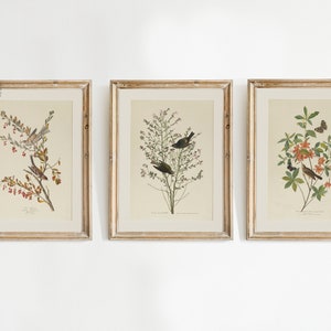 (left) - Tree sparrow (1827–1838)
- Orange-crowned warbler (1827–1838)
- Brown headed worm eating warbler (1827–1838)