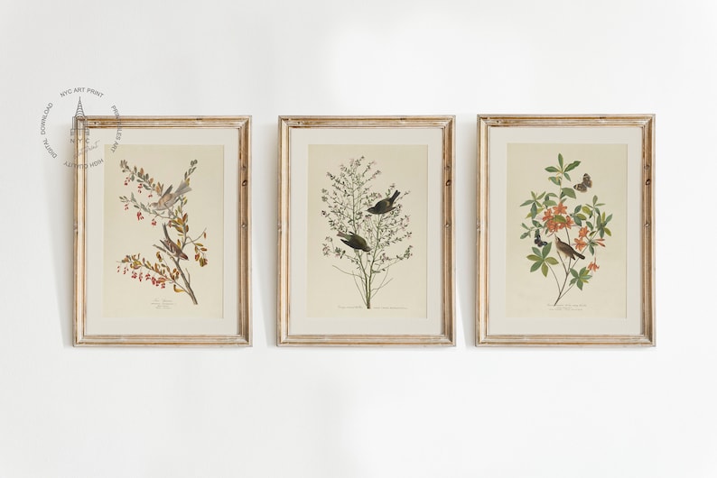 (left) - Tree sparrow (1827–1838)
- Orange-crowned warbler (1827–1838)
- Brown headed worm eating warbler (1827–1838)