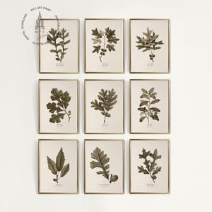 Könnte beinhalten: Neun gerahmte botanische Drucke mit detaillierten Illustrationen verschiedener Blätter und Zweige in Braun- und Grüntönen. Jeder Druck ist in einem goldenen Rahmen eingefasst, was eine klassische und elegante Ästhetik schafft. Die Drucke sind in einem Raster angeordnet.