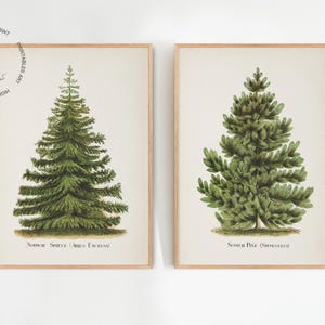 Set of 2 Vintage Christmas Tree Prints, Pine Tree Print, Spruce Tree Print, Christmas Printable Wall Art, Botanical Prints, Christmas Decor