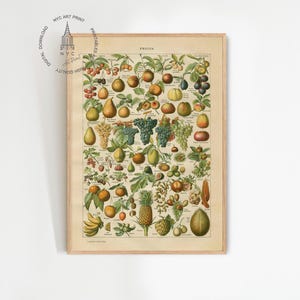 Vintage Obst Druck, Obst druckbare Wandkunst, Obst und Gemüse Malerei, Küchen Deko, Obst Karte, Obst Poster, Obst Kunstdruck