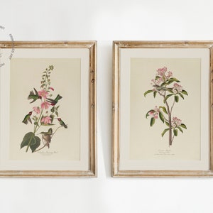 (left) - Columbian humming bird (1827–1838)
- Cuvier’s regulus (1827–1838)